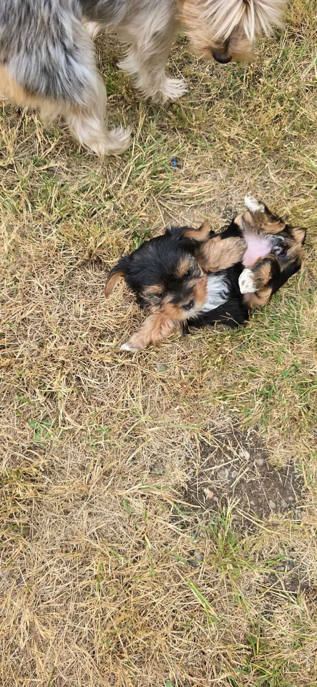 Yorkshire Terrier Puppies media 21