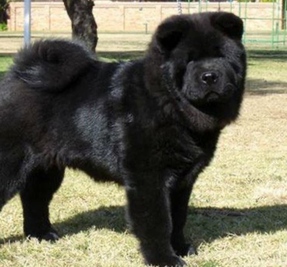 Chinese Shar-Pei Puppies breeder image 1