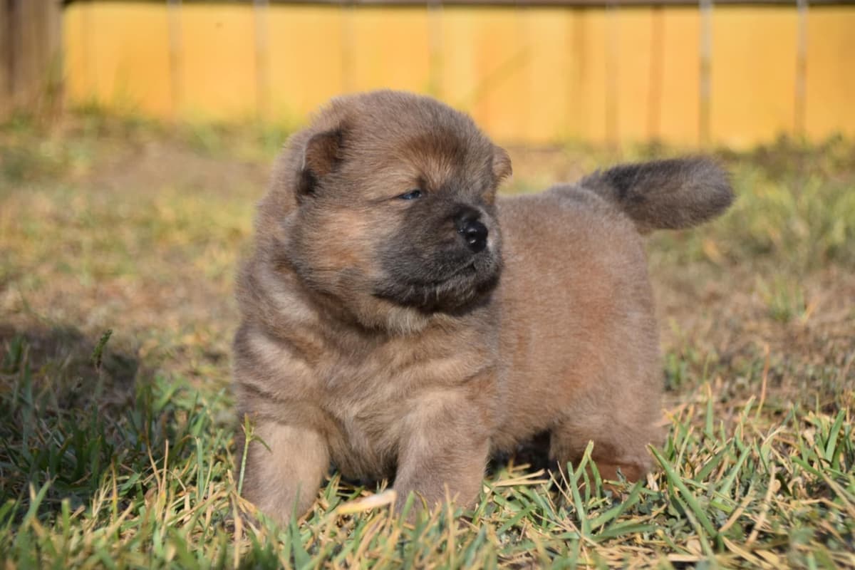 Chinese Shar-Pei Puppies breeder image 4