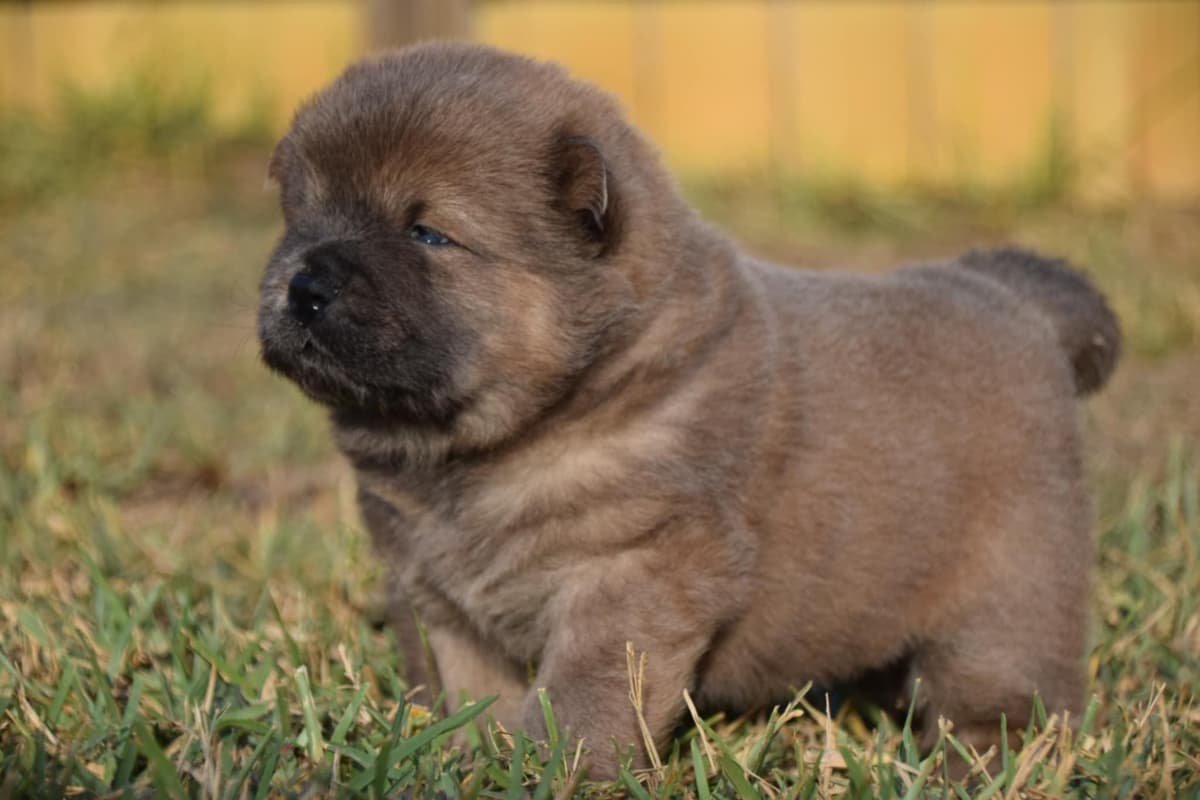Chinese Shar-Pei Puppies breeder image 5