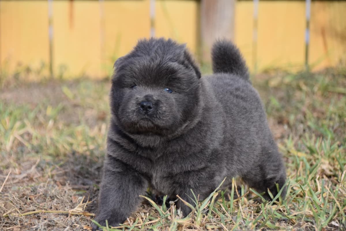 Chinese Shar-Pei Puppies breeder image 3
