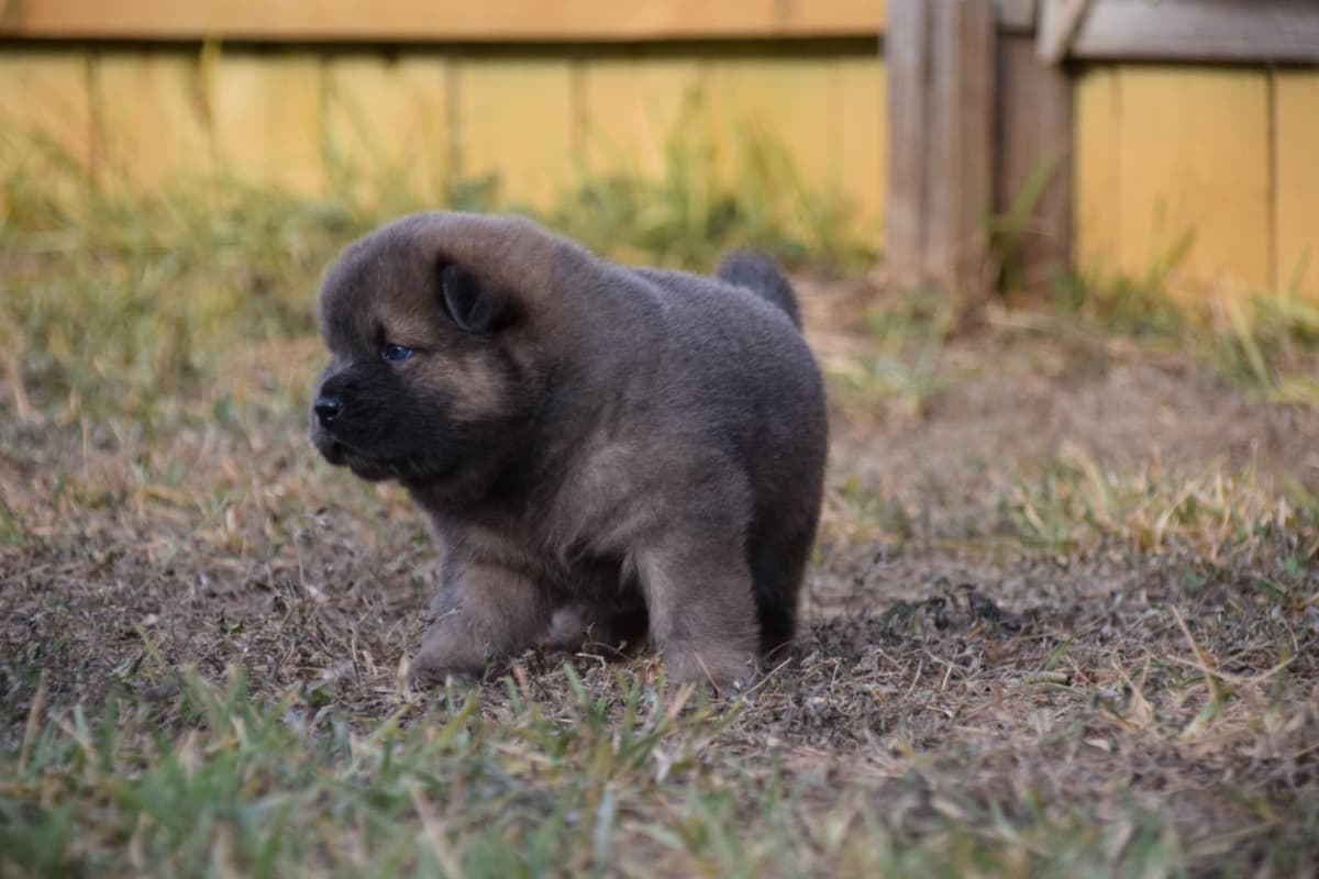 Chinese Shar-Pei Puppies breeder image 7