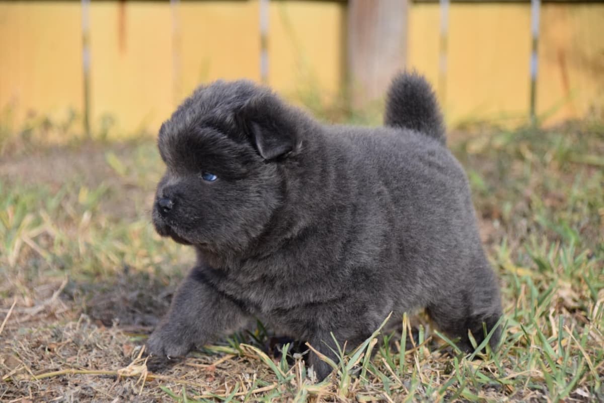 Chinese Shar-Pei Puppies breeder image 6