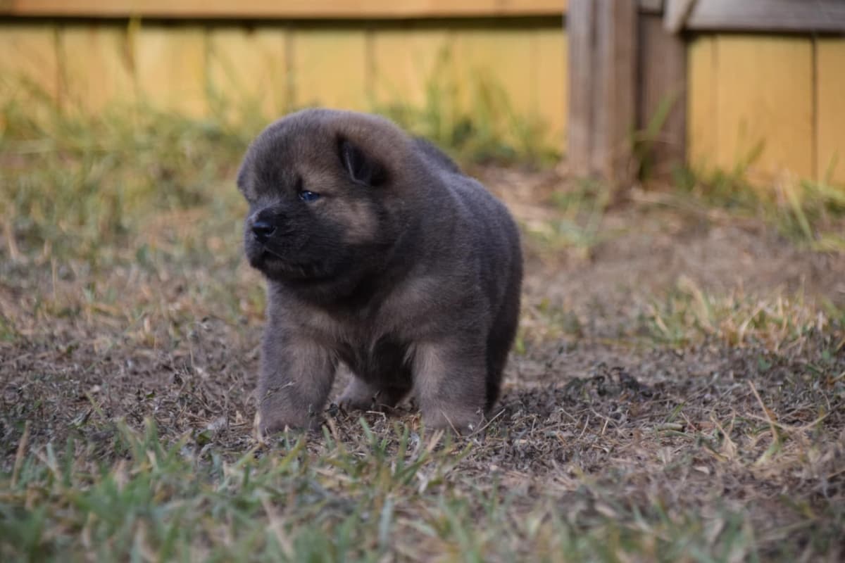 Chinese Shar-Pei Puppies breeder image 8