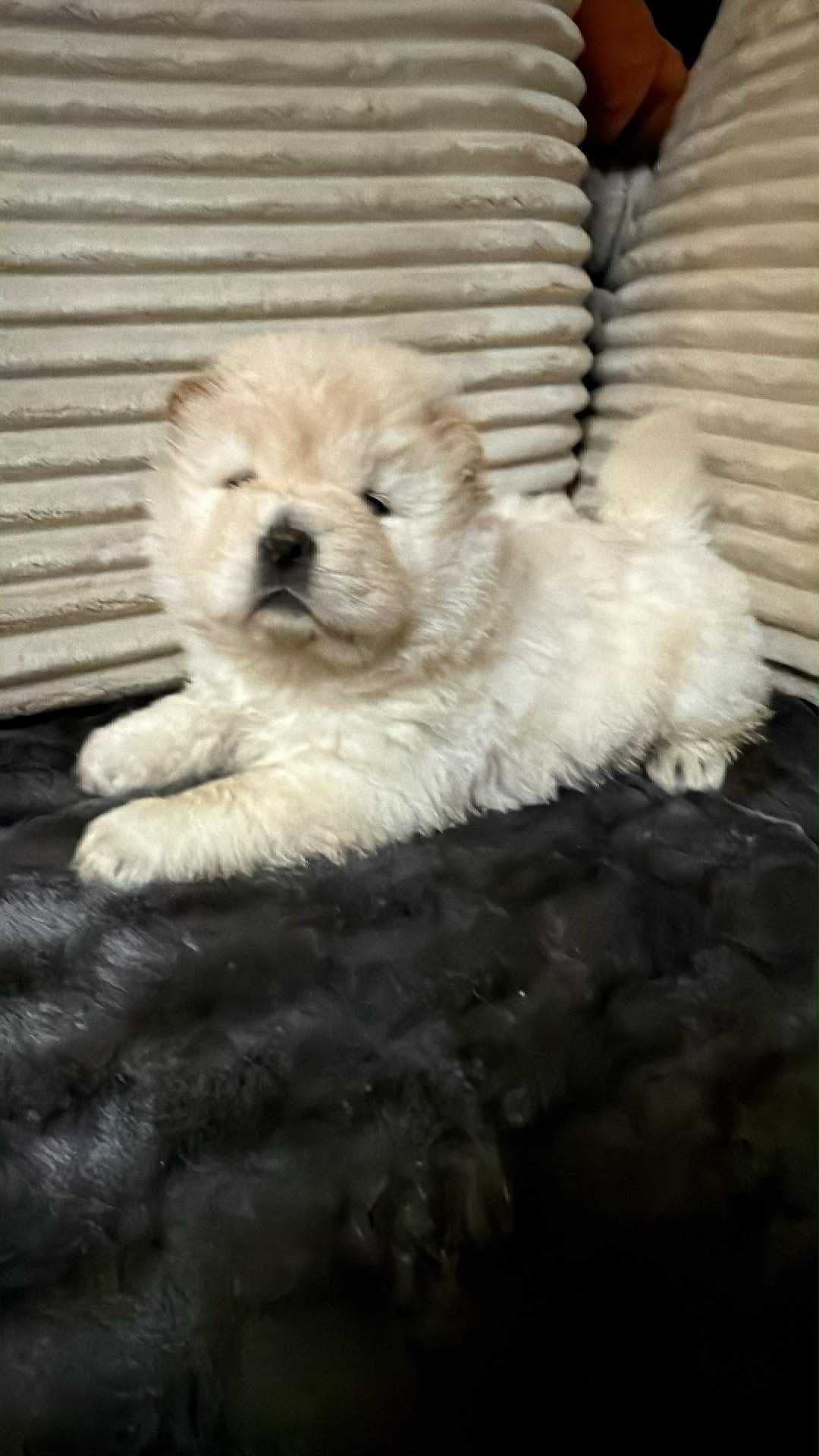 Chinese Shar-Pei Puppies breeder image 9
