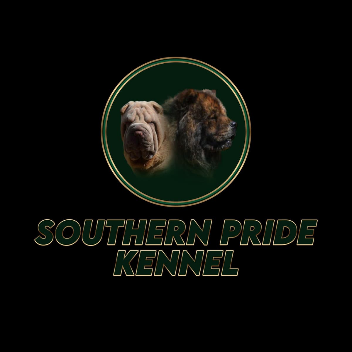 Chinese Shar-Pei Puppies breeder image 10