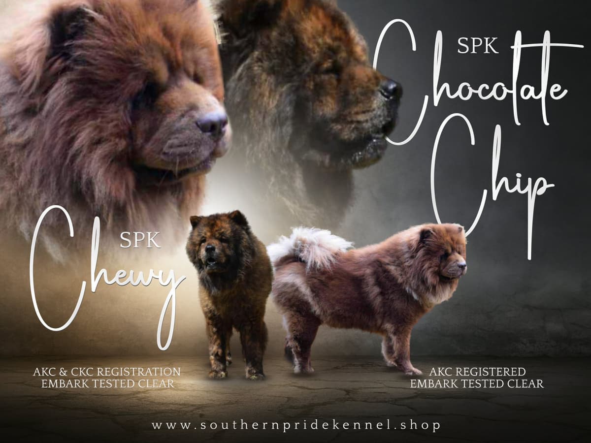Chinese Shar-Pei Puppies breeder image 16