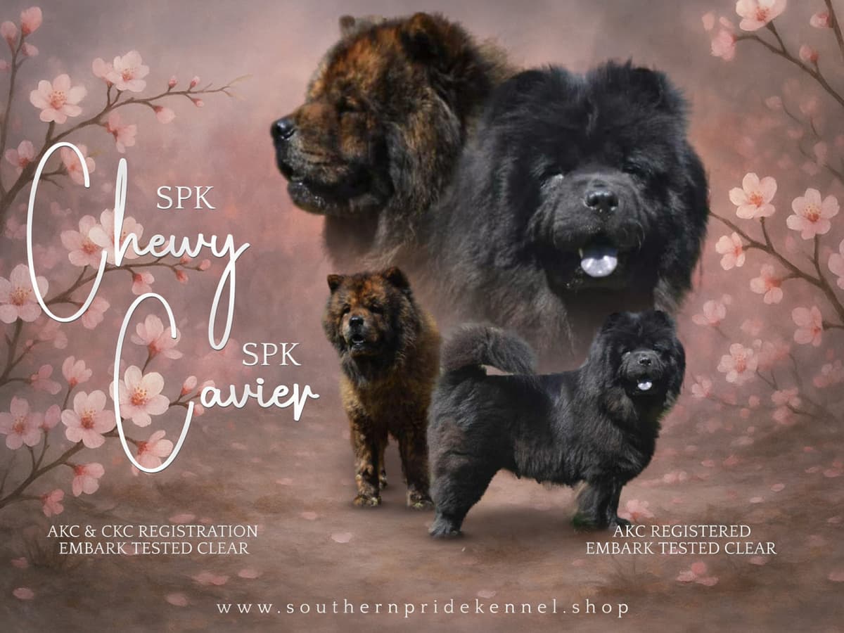 Chinese Shar-Pei Puppies breeder image 14