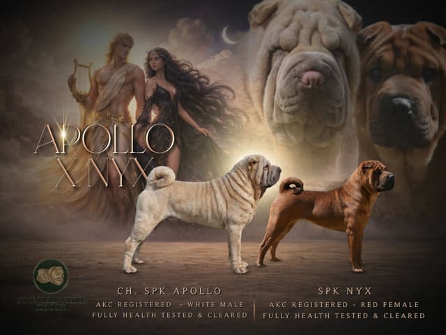 Chinese Shar-Pei Puppies media 5
