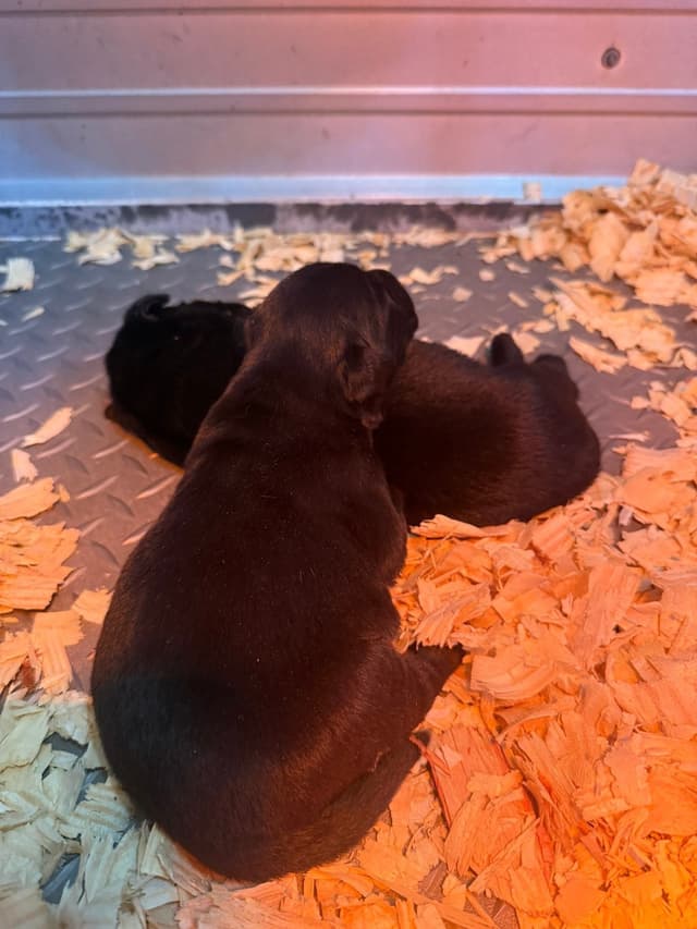 Labrador Retriever Puppies media 2