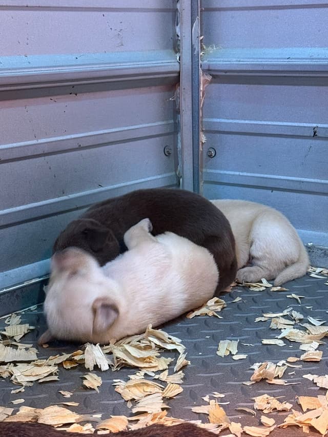 Labrador Retriever Puppies media 3