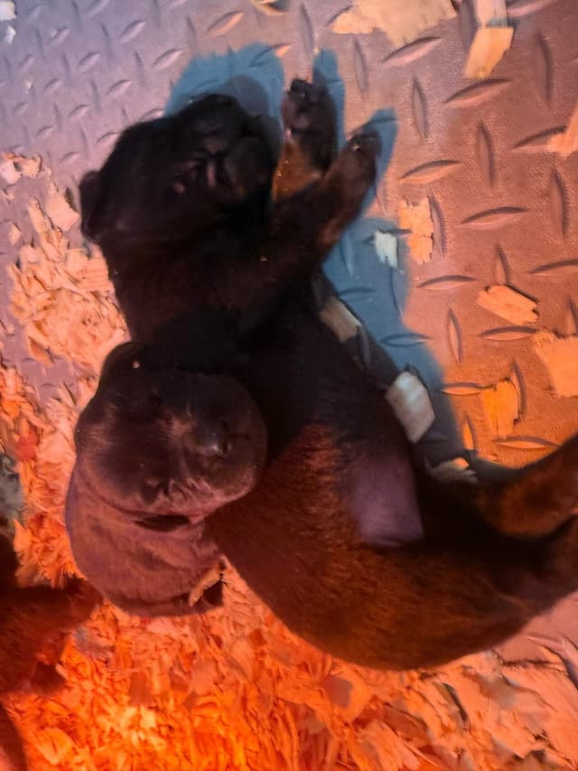 Labrador Retriever Puppies media 4