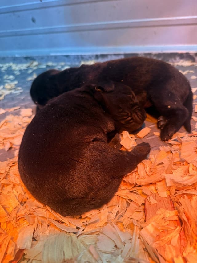 Labrador Retriever Puppies media 5