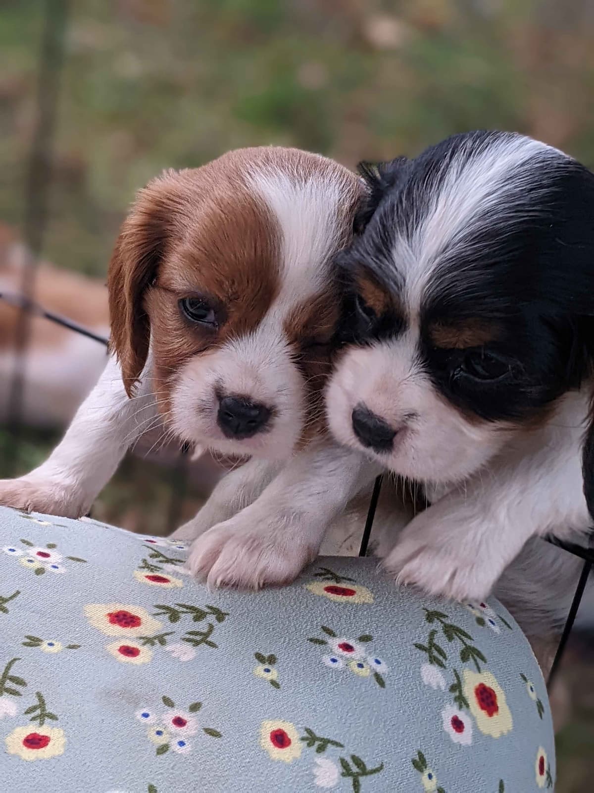 Cavalier King Charles Spaniel Puppies breeder image 1