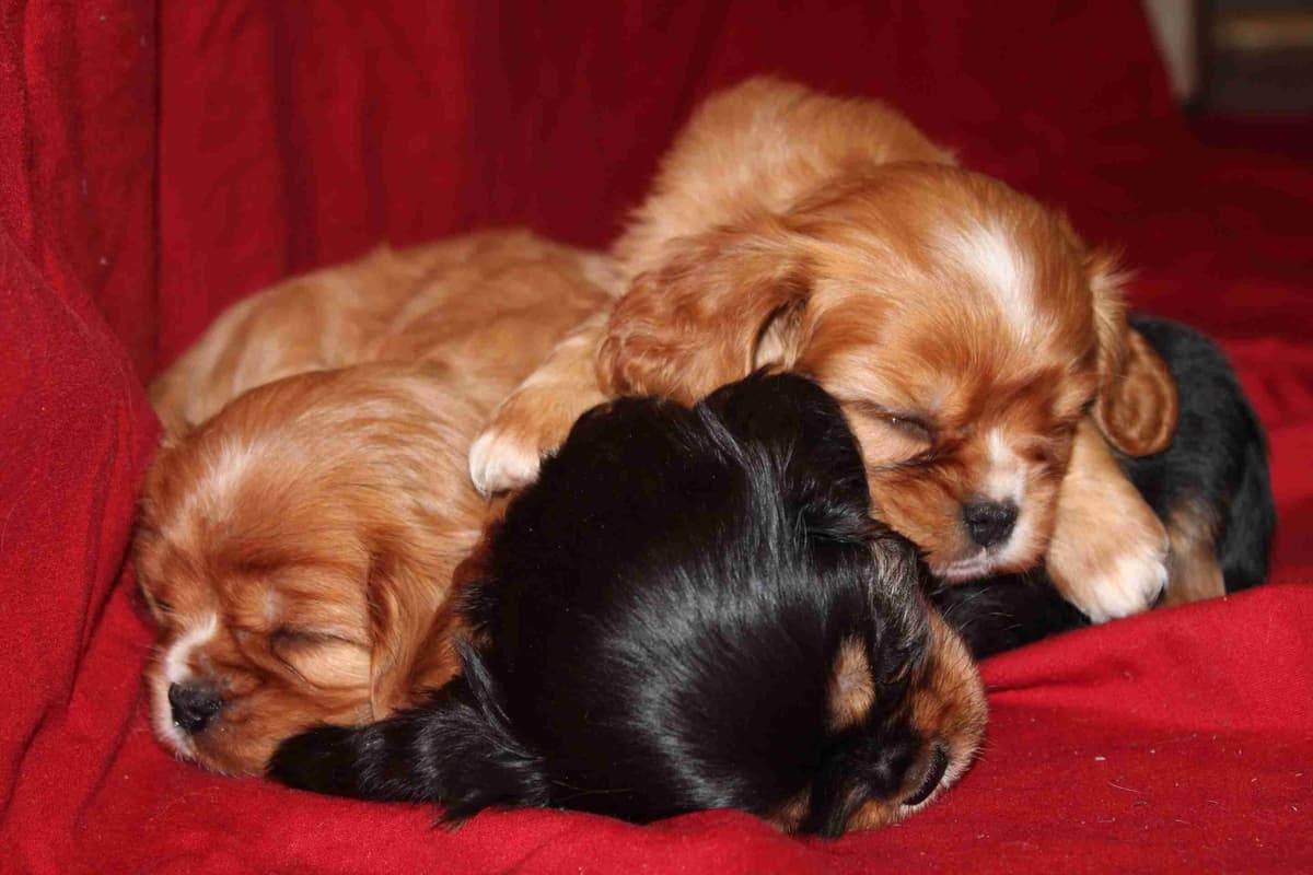 Cavalier King Charles Spaniel Puppies breeder image 3