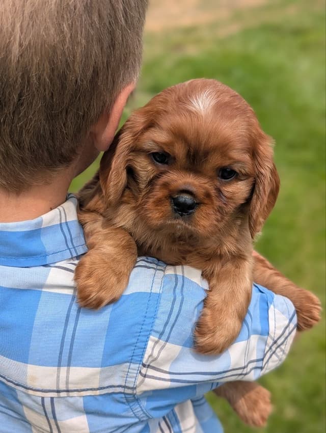 Cavalier King Charles Spaniel Puppies media 2