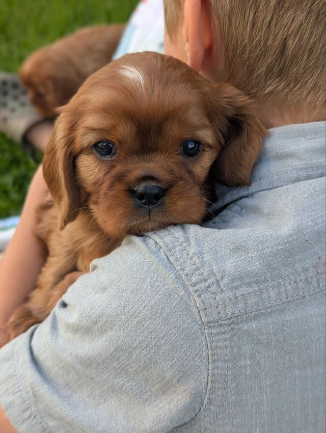 Cavalier King Charles Spaniel Puppies media 3