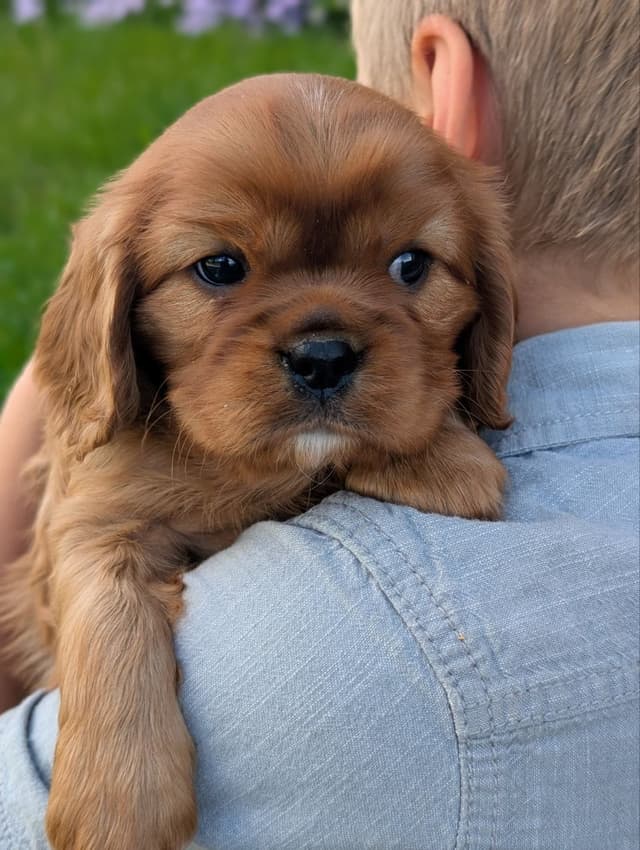 Cavalier King Charles Spaniel Puppies media 4