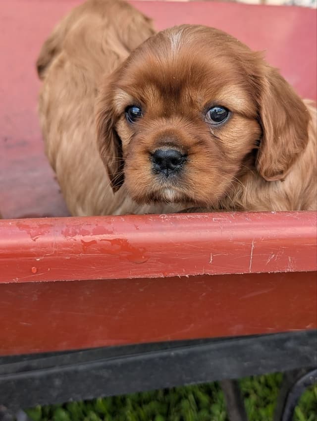 Cavalier King Charles Spaniel Puppies media 5