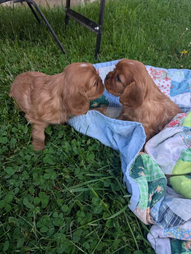 Cavalier King Charles Spaniel Puppies media 6