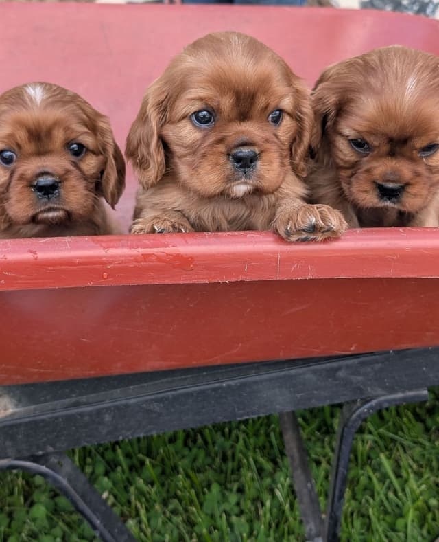 Cavalier King Charles Spaniel Puppies media 7