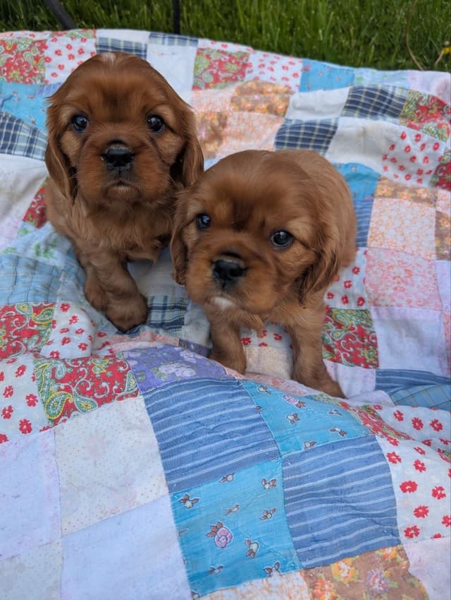 Cavalier King Charles Spaniel Puppies media 8
