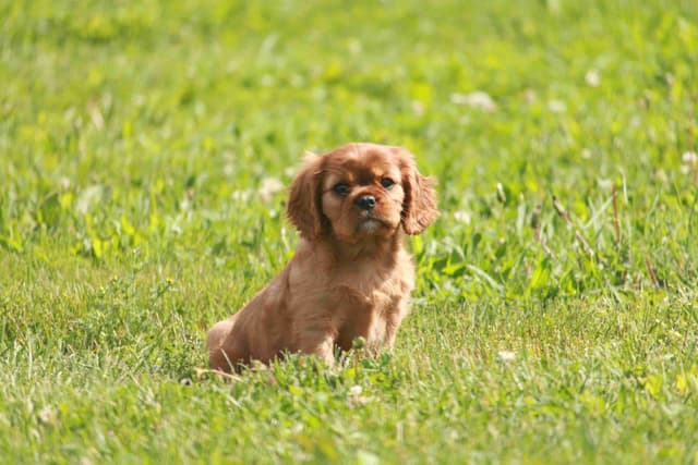 Cavalier King Charles Spaniel Puppies media 9