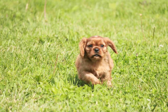 Cavalier King Charles Spaniel Puppies media 11