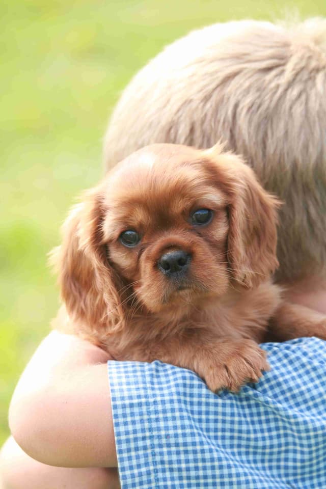 Cavalier King Charles Spaniel Puppies media 12