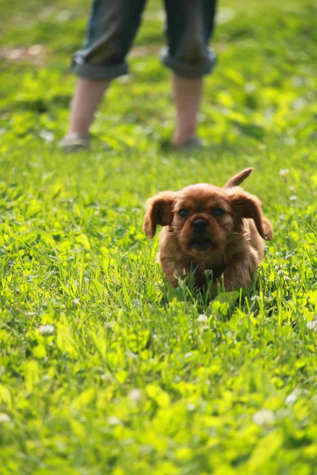 Cavalier King Charles Spaniel Puppies media 13