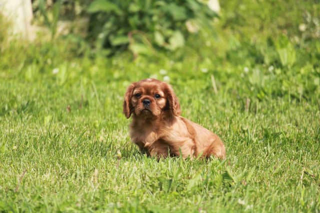 Cavalier King Charles Spaniel Puppies media 14