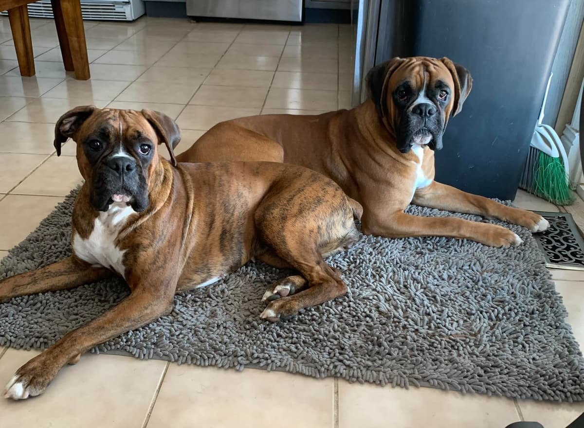 Boxer Puppies Available, Responsible & Trusted Breeder breeder image 1