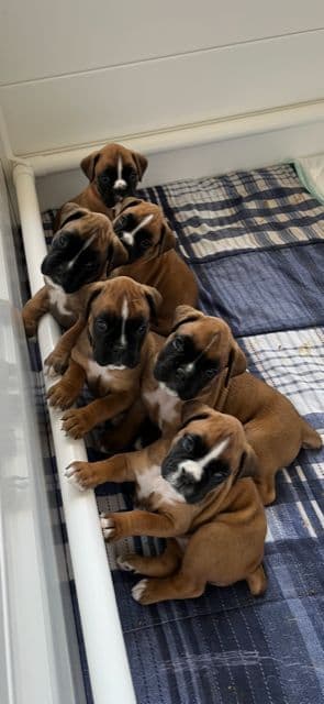 Boxer Puppies Available, Responsible & Trusted Breeder breeder image 6