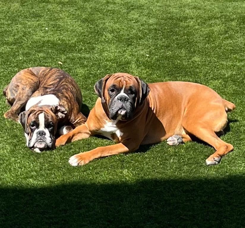 Boxer Puppies Available, Responsible & Trusted Breeder breeder image 3
