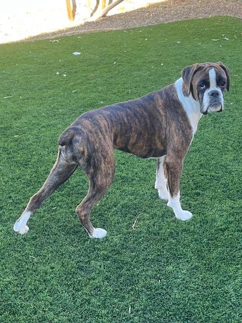 Boxer Puppies Available, Responsible & Trusted Breeder breeder image 5