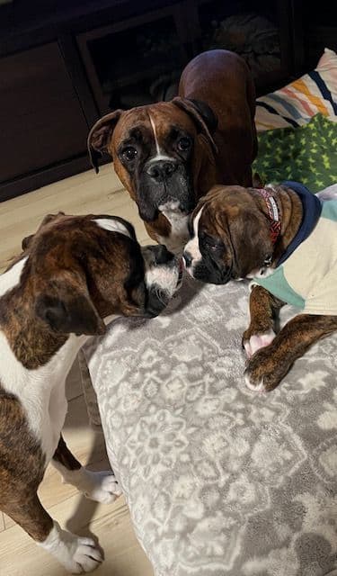 Boxer Puppies Available, Responsible & Trusted Breeder breeder image 17