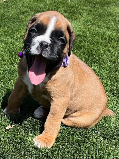 Boxer Puppies Available, Responsible & Trusted Breeder breeder image 10