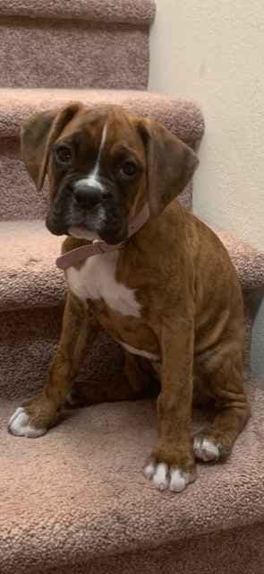 Boxer Puppies Available, Responsible & Trusted Breeder breeder image 12