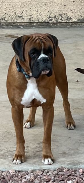 Boxer Puppies Available, Responsible & Trusted Breeder breeder image 4