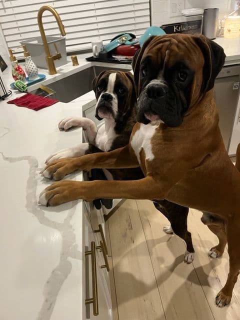 Boxer Puppies Available, Responsible & Trusted Breeder breeder image 14