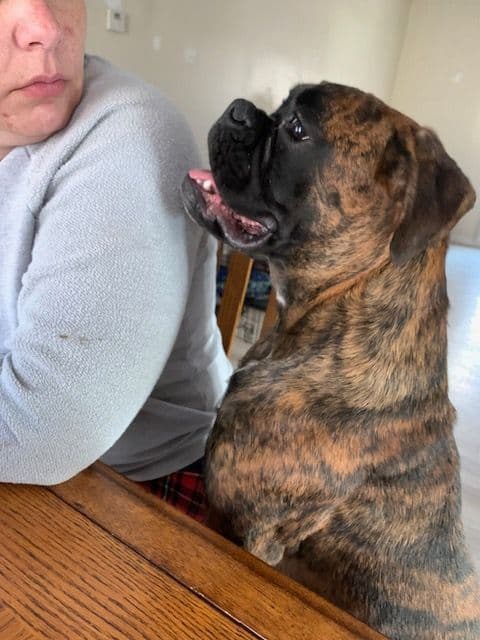 Boxer Puppies Available, Responsible & Trusted Breeder breeder image 15
