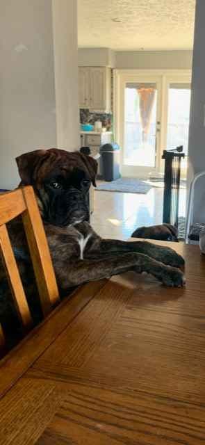 Boxer Puppies Available, Responsible & Trusted Breeder breeder image 16