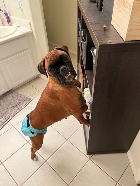 Boxer Puppies Available, Responsible & Trusted Breeder breeder image 13