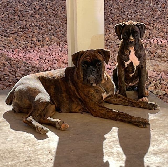 Boxer Puppies Available, Responsible & Trusted Breeder breeder image 18