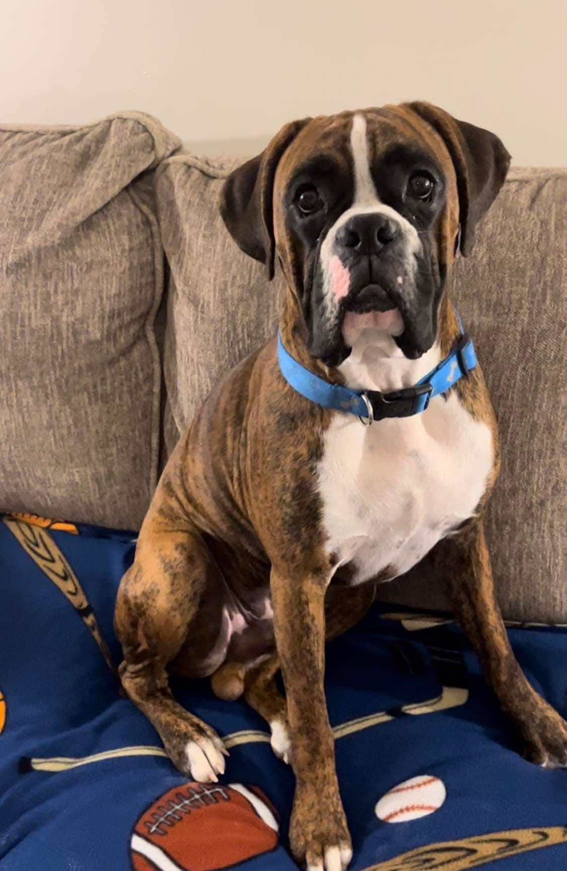 Boxer Puppies Available, Responsible & Trusted Breeder breeder image 19