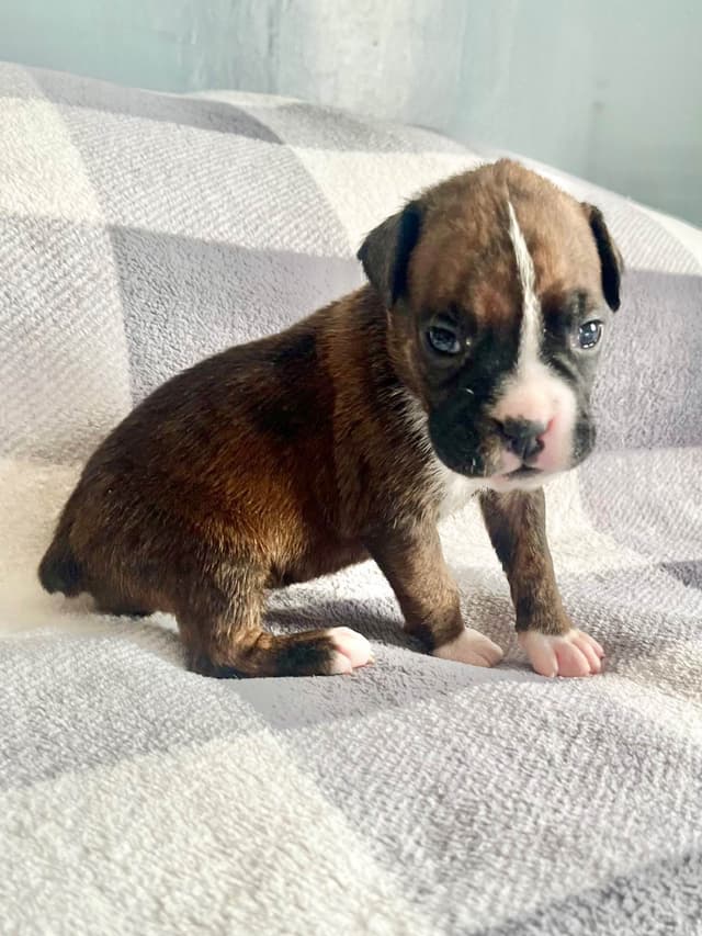 Boxer Puppies Available,  Responsible & Trusted Breeder media 3