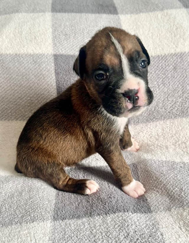 Boxer Puppies Available,  Responsible & Trusted Breeder media 2