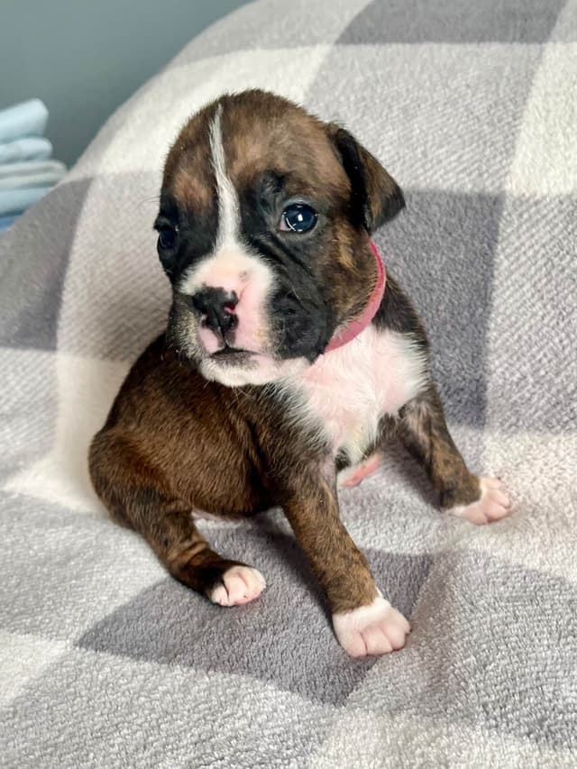 Boxer Puppies Available,  Responsible & Trusted Breeder media 4