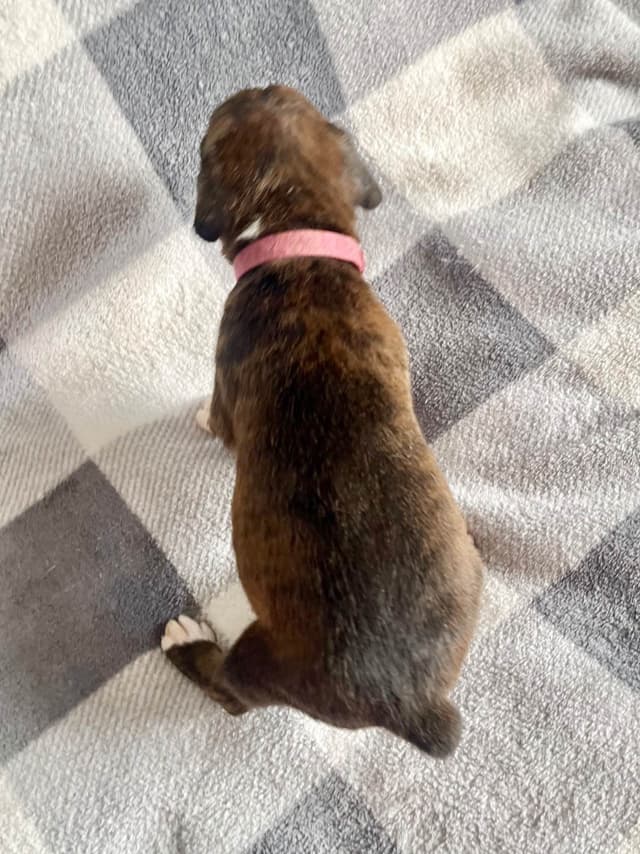 Boxer Puppies Available,  Responsible & Trusted Breeder media 8