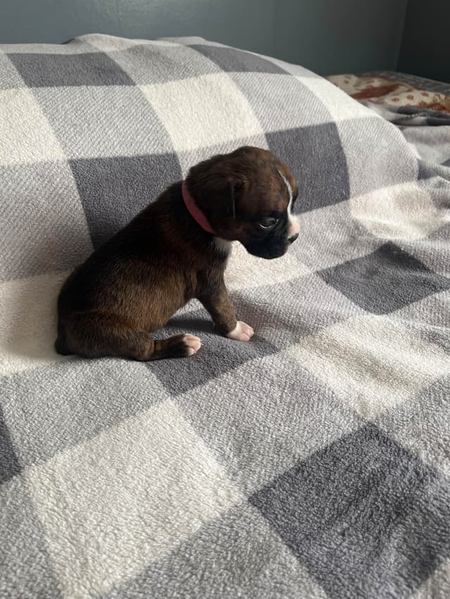 Boxer Puppies Available,  Responsible & Trusted Breeder media 9